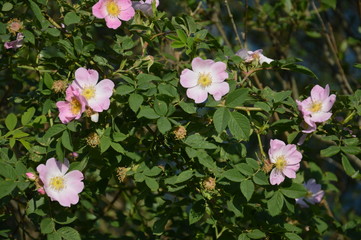 Naklejka premium Лето 2015