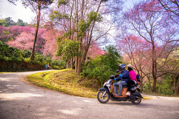 curve of Pink Cherry blossom (Wild Himalayan cherry) at Khun Cha