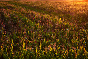 Green picture shows a nice sunset over the cornfield