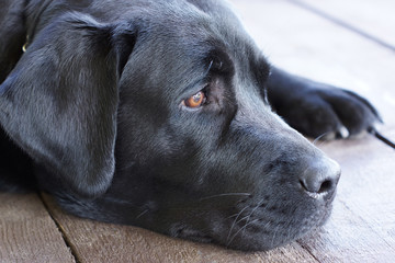 Portrait of a black dog.