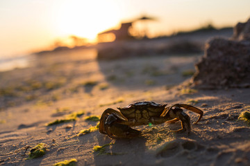 Crab on the sand beach