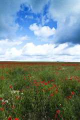 Field of Poppies