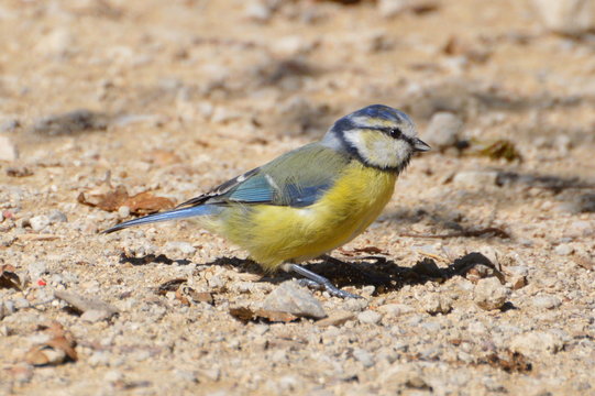 m&eacute;sange