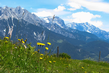 Alpenwiese im Sommer, Leoganger Steinberge