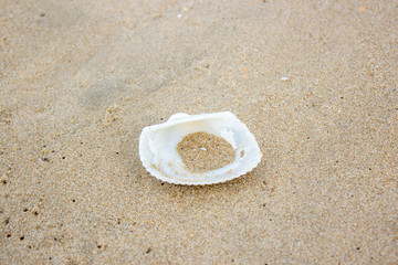 shell sea on sand beach