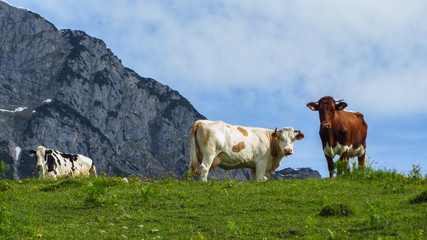 Fototapeta na wymiar Pinzgauer Kühe auf der Alm, Leogang