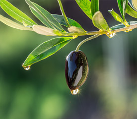 Olive oil drops from the olive berry. Сonceptual picture.