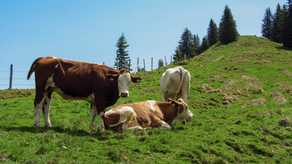 Pinzgauer Kühe auf der Alm