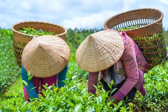 The women harvesting tea leaf in Lam Dong province, Vietnam