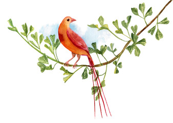 Retro style watercolour beautiful bright bird sitting on branch with green leaves