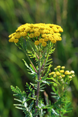 Tansy