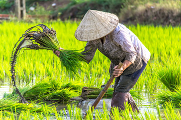 Woman working on rice field