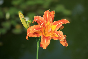 Daylily in the garden in summer time