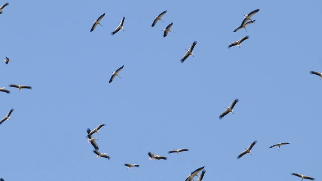 Migrating Big Flock Of Flying Storks. Migration Of Flying Large Group Of Birds.