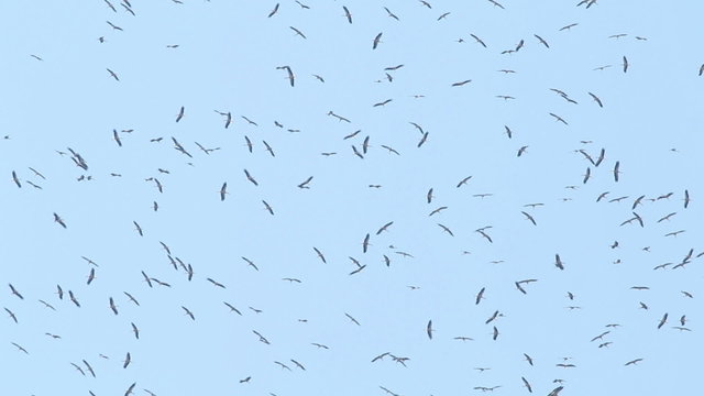 Migrating big flock of Flying Storks. Migration of Flying large group of birds.