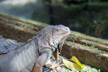 Iguana from Bali.