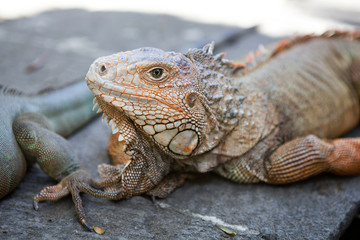 Iguana from Bali.