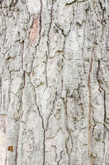 Tree bark texture