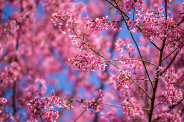 sakura in Thailand