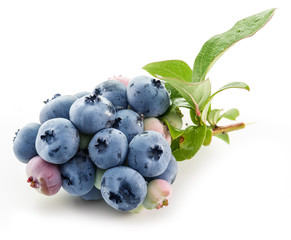 Ripe blueberries on the white background.