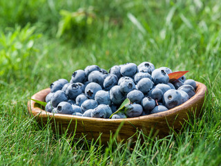 Ripe blueberries in the wooden bowl over green grass.