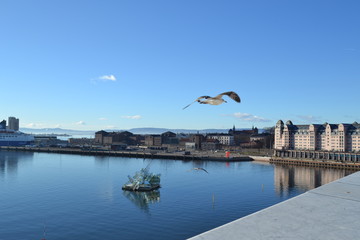 Bird in flight