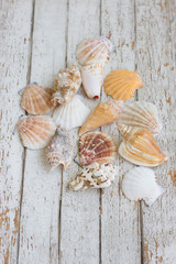 Sea theme border background with nseashell on  white vintage wooden boards