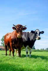 Rotbunter Bulle und schwarzbunte Kuh auf einer saftig grüne Wiese
