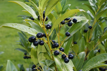 Kirschlorbeer mit dunklen Früchten