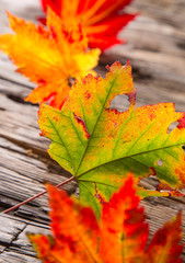 Autumn maple leaves on gray wooden background