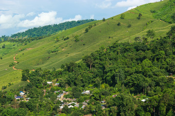 The forest in Northern Thailand