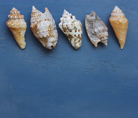 Aqua background with starfish and seashells