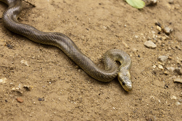 Natrix Maura snake