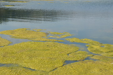 Algae in river rhine