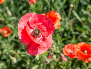 Fototapeta na wymiar Field of red dainty poppies.