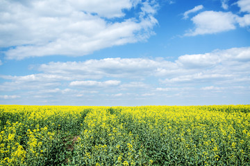 Fototapeta premium Field of rape seed plants and blue sky on the background.