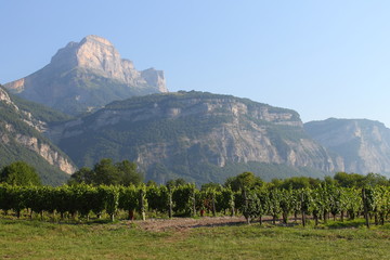 La dent de Crolles, Vigne, Vin, Massif de la Chartreuse, Vallée du Grésivaudan, Isère, Alpes, France