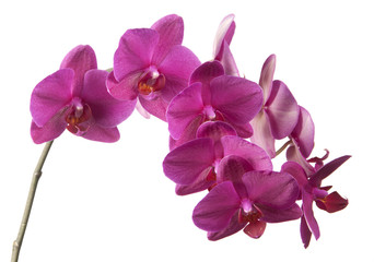 Phalaenopsis orchid flowers (butterfly orchid)