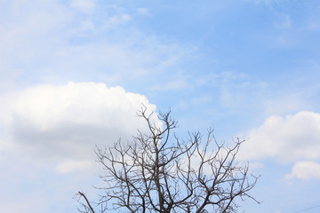 Dead tree on The blue sky