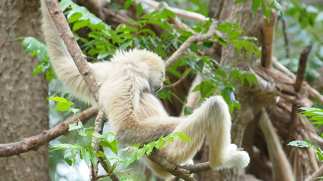 White Cheeked Gibbons on tree branch.
