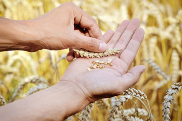 Ripe golden wheat ears in her hand the farmer