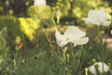 Romneya coulteri or California tree poppy white flowers 