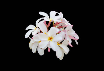  plumeria flower isolated on a black background