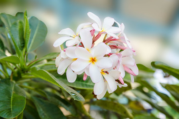 White plumeria