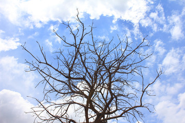 Dead tree on The blue sky