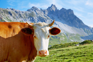 Nice cow in austrian alps