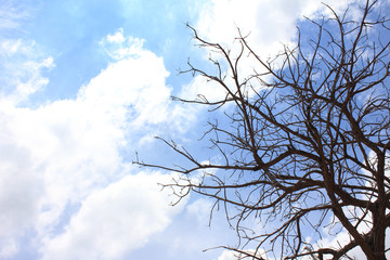 Dead tree on The blue sky