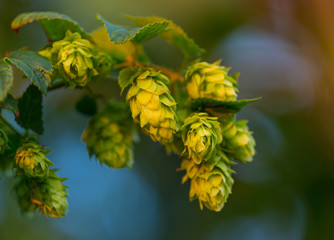 Detail of fresh hops cones