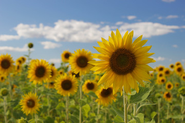 Sunflowers on a green field during blooming and harvest