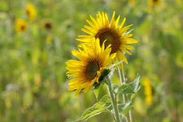 Sunflowers on a green field during blooming and harvest